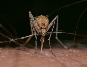 Zika virus assessment