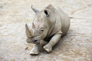 Southern White Rhinoceros pictured.