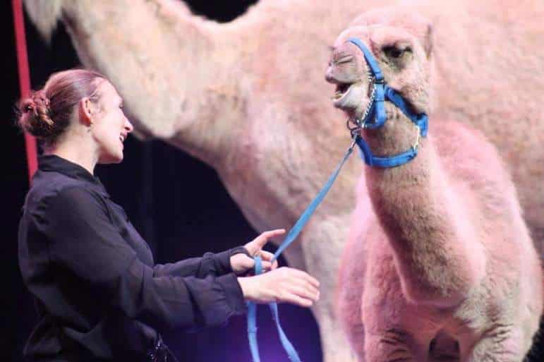 Gala working with camel