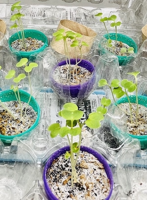microgreens in martin bio soil