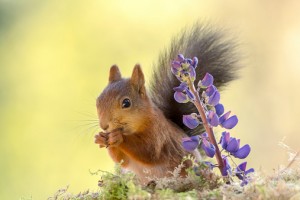 purple-squirrel